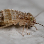 Photo of Cerobasis guestfalica